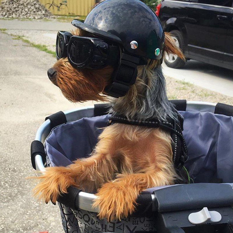 Commuting By Bike - Haustierhelme Hund Katze Fahrrad Motorradhelm mit